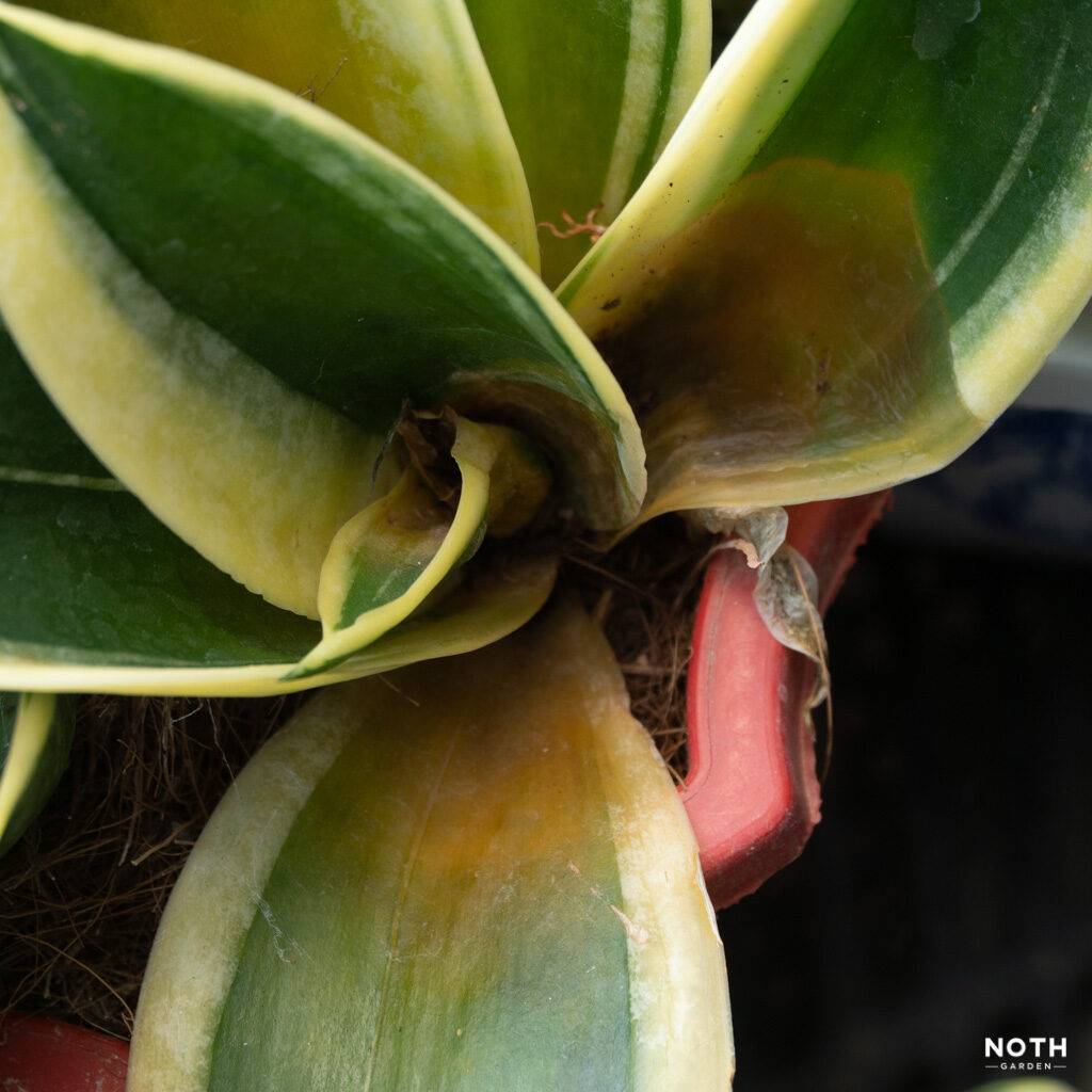 noth-garden-blog-luoi-ho-sansevieria-van-de-thuong-gap-va-cach-giai-quyet-07-1024x1024-1 lưỡi hổ sansevieria