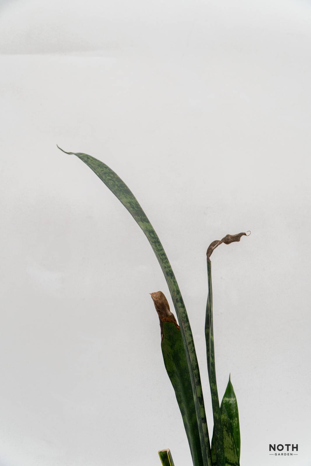 noth-garden-blog-luoi-ho-sansevieria-van-de-thuong-gap-va-cach-giai-quyet-08 lưỡi hổ sansevieria