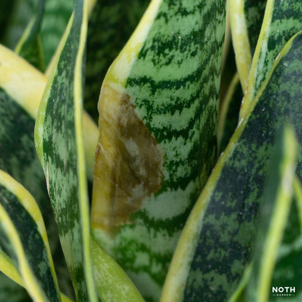 noth-garden-blog-luoi-ho-sansevieria-van-de-thuong-gap-va-cach-giai-quyet-09-1024x1024-1 lưỡi hổ sansevieria