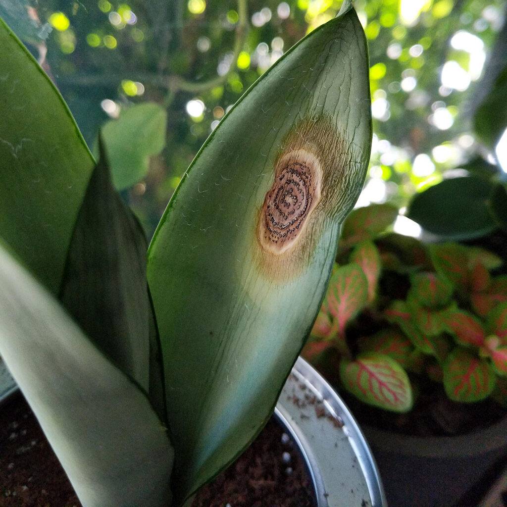 noth-garden-blog-luoi-ho-sansevieria-van-de-thuong-gap-va-cach-giai-quyet-10-1024x1024-1 Khuẩn Xanthomonas