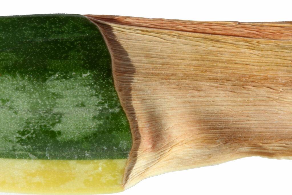 noth-garden-blog-luoi-ho-sansevieria-van-de-thuong-gap-va-cach-giai-quyet-12-1024x683-1 lưỡi hổ sansevieria
