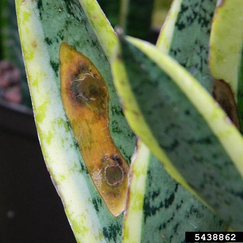noth-garden-blog-luoi-ho-sansevieria-van-de-thuong-gap-va-cach-giai-quyet-13-1024x1024-1 Khuẩn Pectobacterium carotovorum