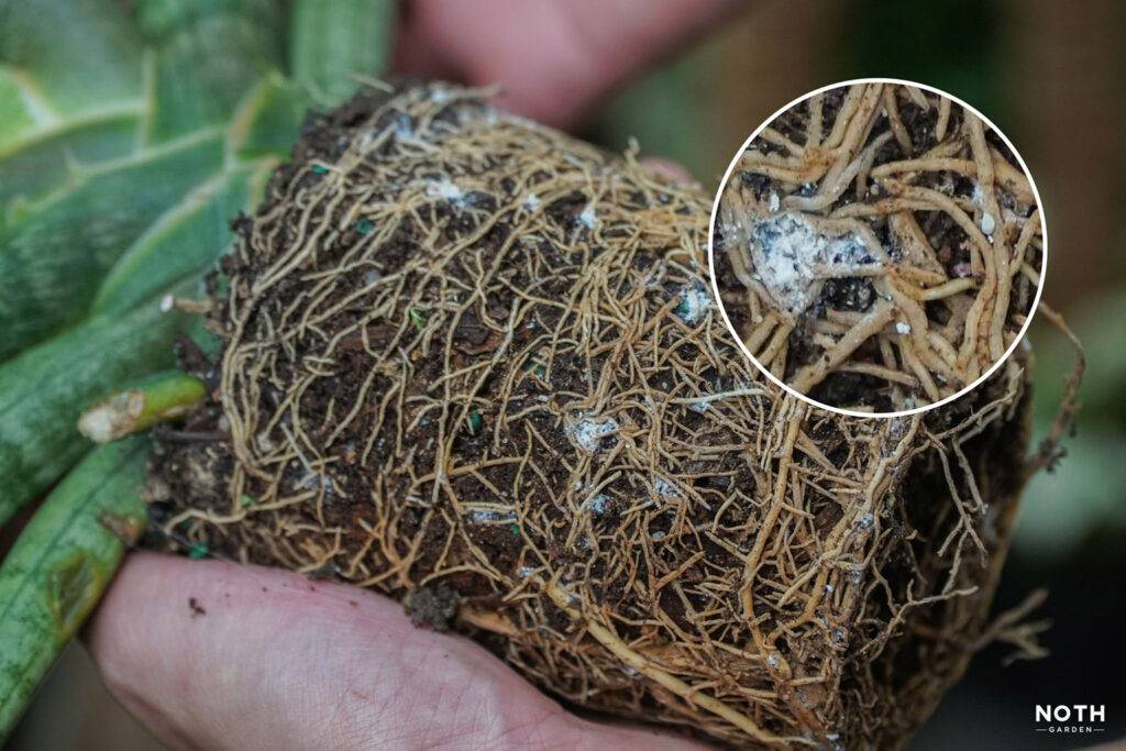 noth-garden-blog-luoi-ho-sansevieria-van-de-thuong-gap-va-cach-giai-quyet-15-1024x683-1 Rệp sáp Mealy bugs