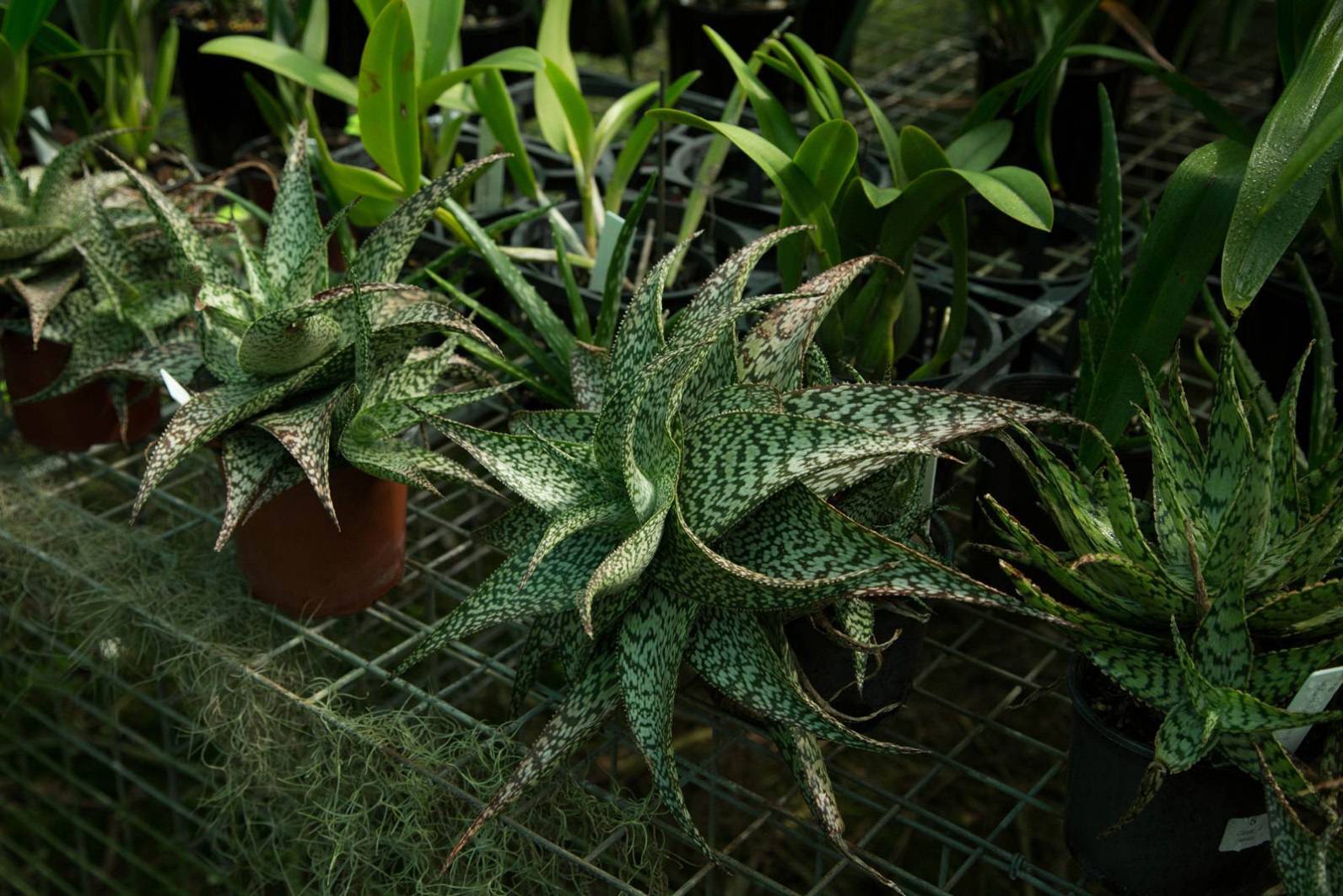 noth-garden-blog-tham-quan-khu-vuon-cua-ong-lao-73-tuoi-barry-kable-10