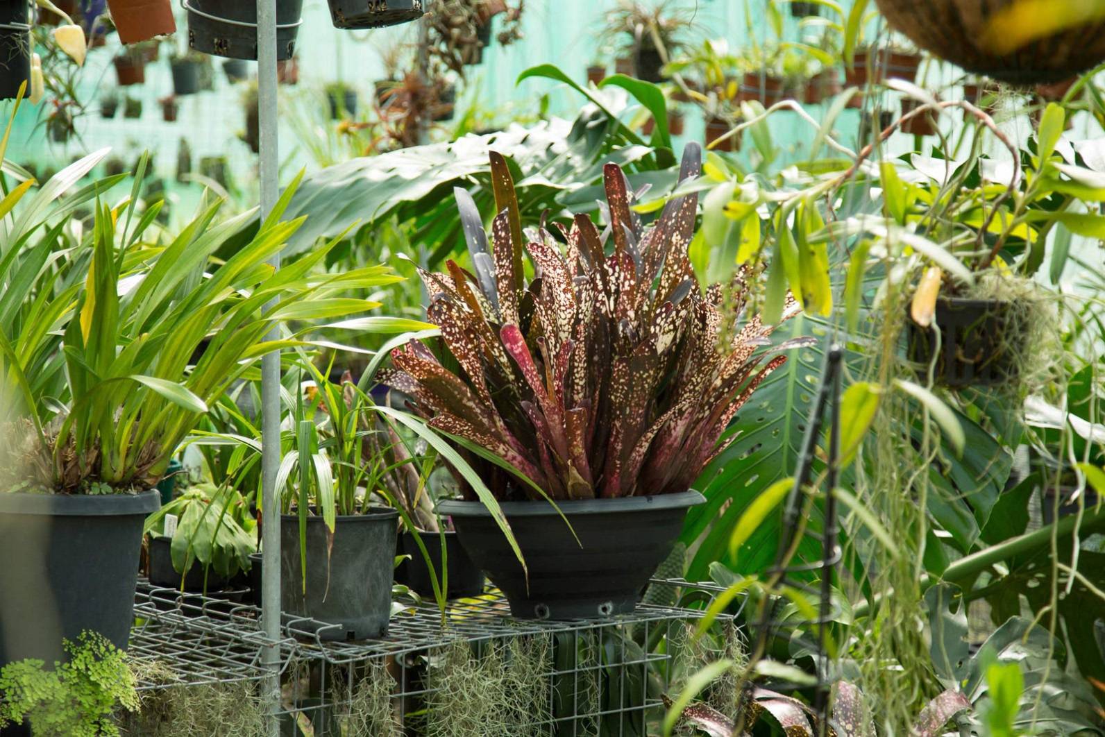 noth-garden-blog-tham-quan-khu-vuon-cua-ong-lao-73-tuoi-barry-kable-12