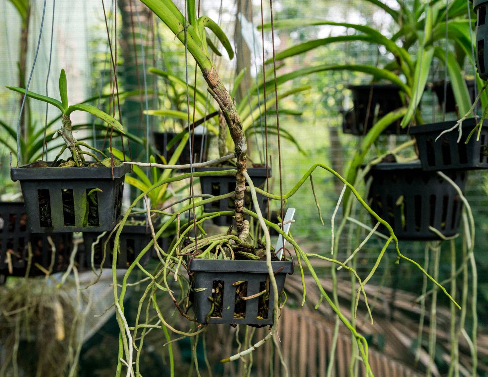 noth-garden-blog-tham-quan-khu-vuon-cua-ong-lao-73-tuoi-barry-kable-4