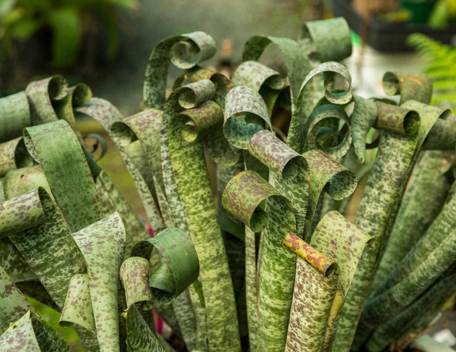 noth-garden-blog-tham-quan-khu-vuon-cua-ong-lao-73-tuoi-barry-kable-5