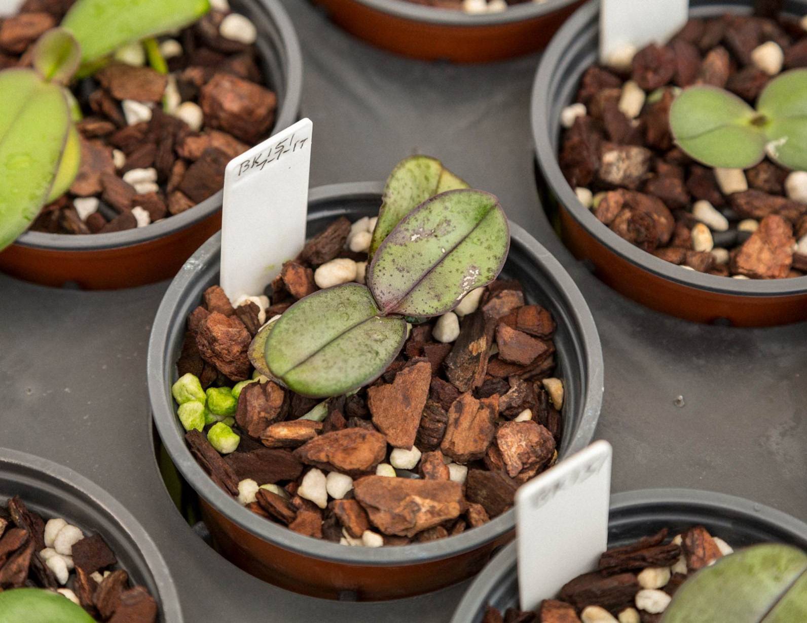 noth-garden-blog-tham-quan-khu-vuon-cua-ong-lao-73-tuoi-barry-kable-6