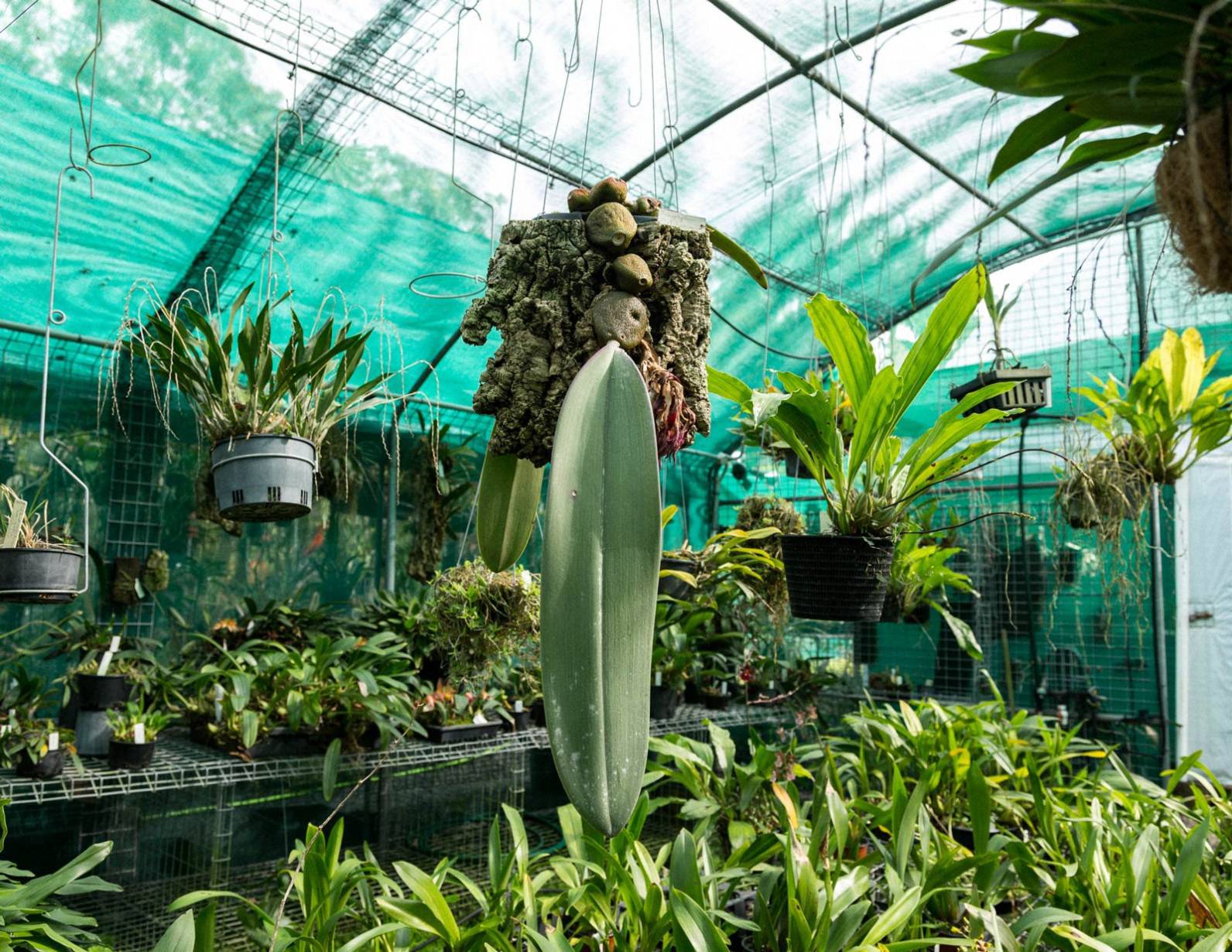 noth-garden-blog-tham-quan-khu-vuon-cua-ong-lao-73-tuoi-barry-kable-8