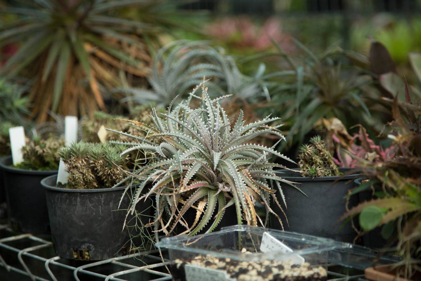 noth-garden-blog-tham-quan-khu-vuon-cua-ong-lao-73-tuoi-barry-kable-9