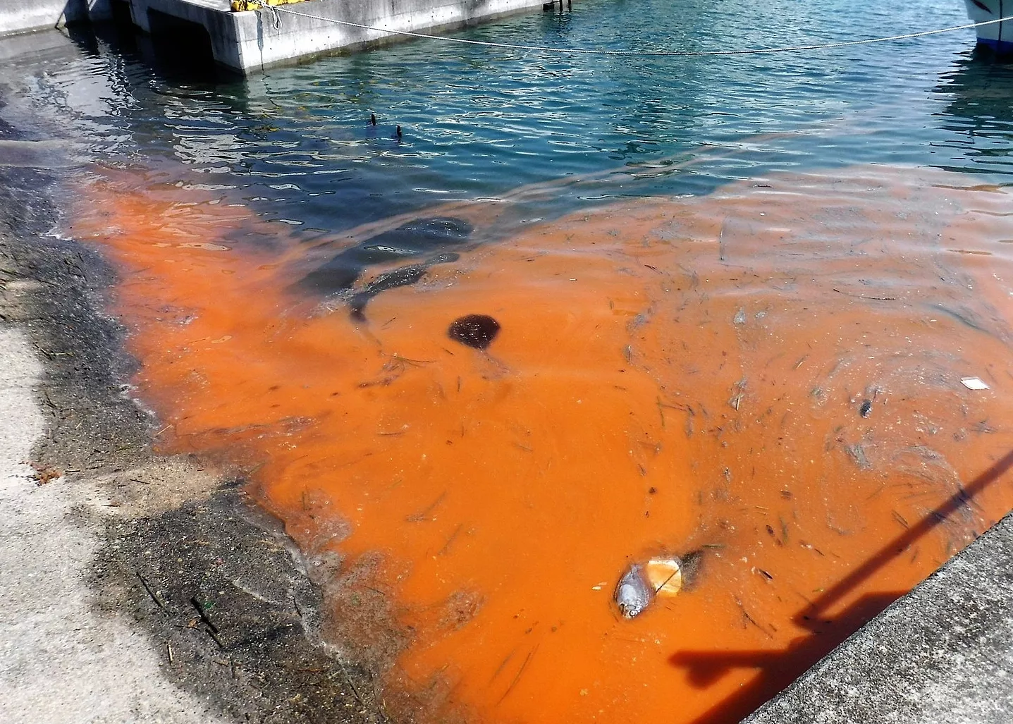 noth-garden-blog-thay-gi-tu-the-gioi-thuc-vat-cua-pandora-avatar-01 thủy triều đỏ