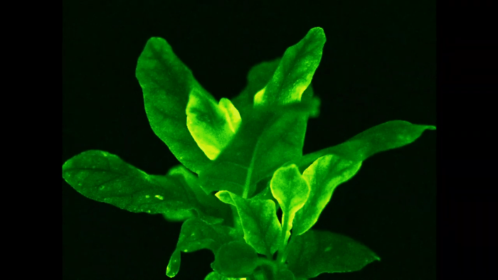 noth-garden-blog-thay-gi-tu-the-gioi-thuc-vat-cua-pandora-avatar-19