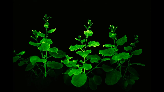 noth-garden-blog-thay-gi-tu-the-gioi-thuc-vat-cua-pandora-avatar-20