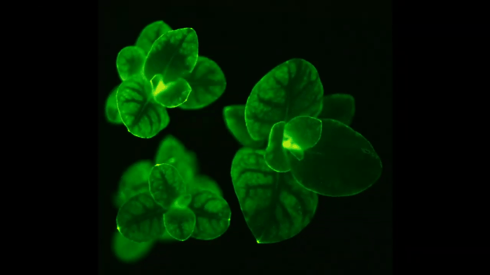 noth-garden-blog-thay-gi-tu-the-gioi-thuc-vat-cua-pandora-avatar-21