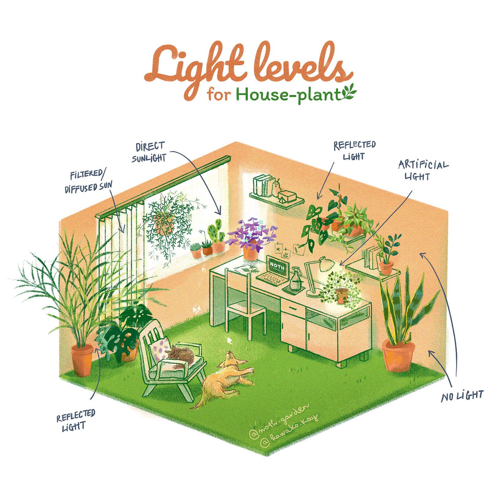 noth-garden-light-levels-for-house-plant