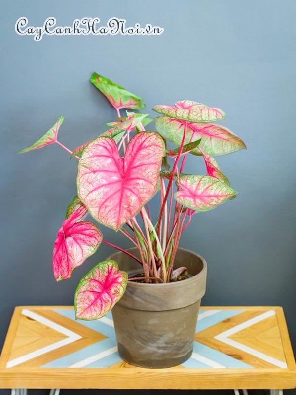 Party Punch Caladium