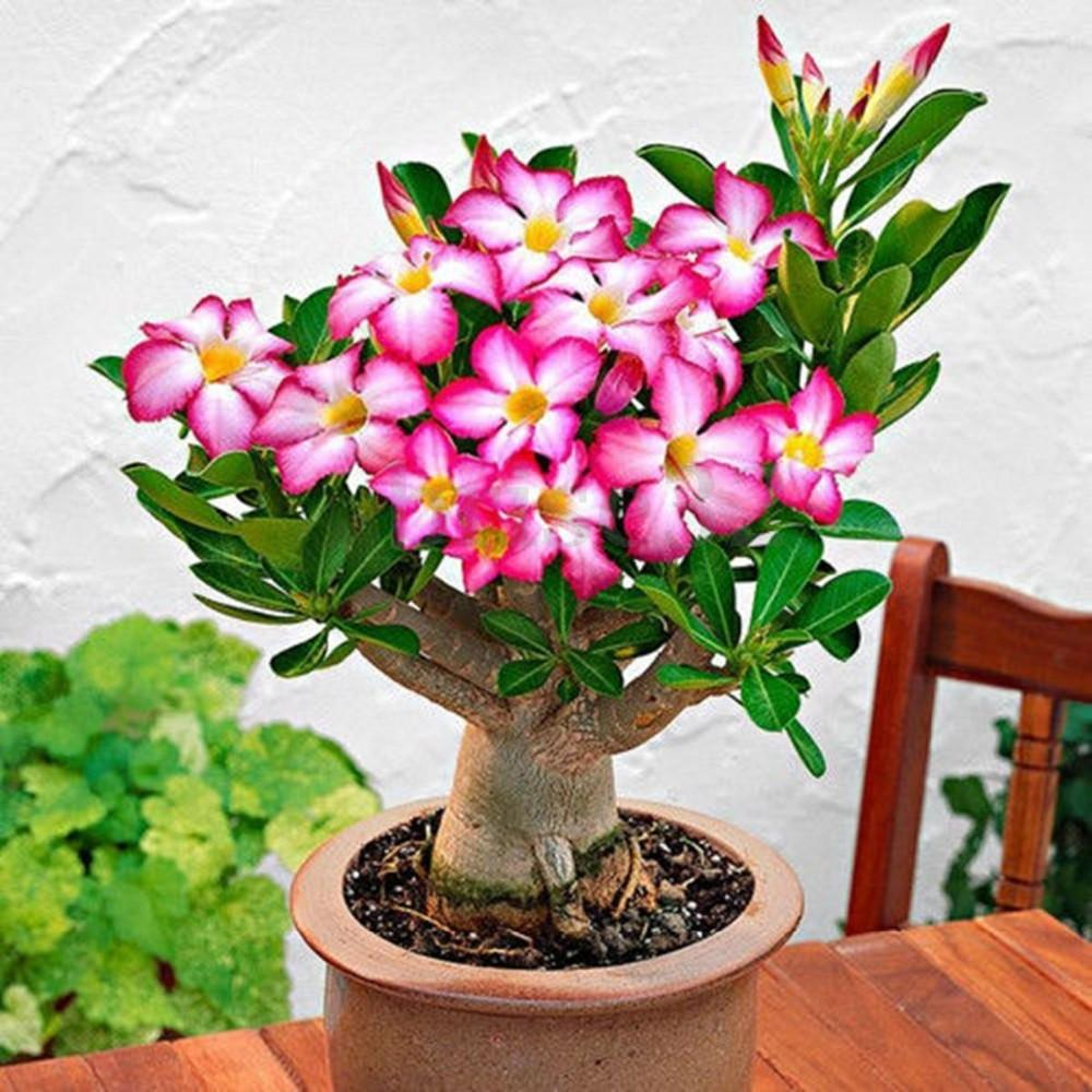 pasted-14 Hoa Sứ Adenium Obesum được nhiều người ưa chuộng