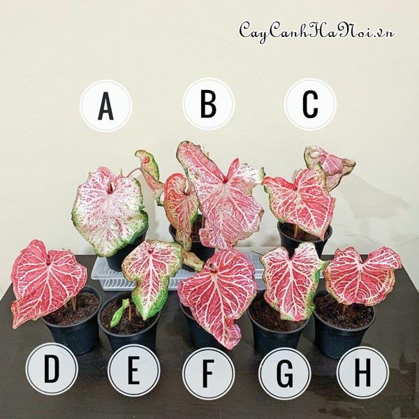 Peppermint Caladium