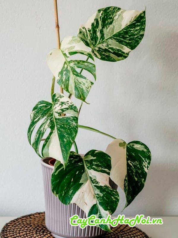 Phân bón cho cây trầu bà Monstera đột biến