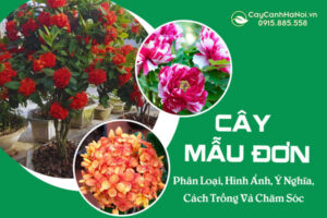 chọn cây cảnh hợp phong thủy