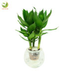 phat-tai-bup-sen-1 phat-tai-bup-sen.jpg