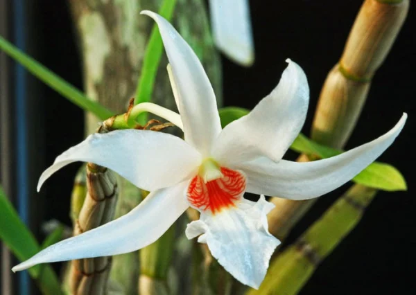 Phân loại hoa chi lan hoàng thảo