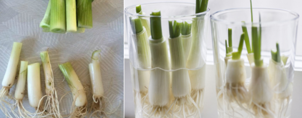 Phương pháp trồng hành lá bằng nước trong chai nhựa 