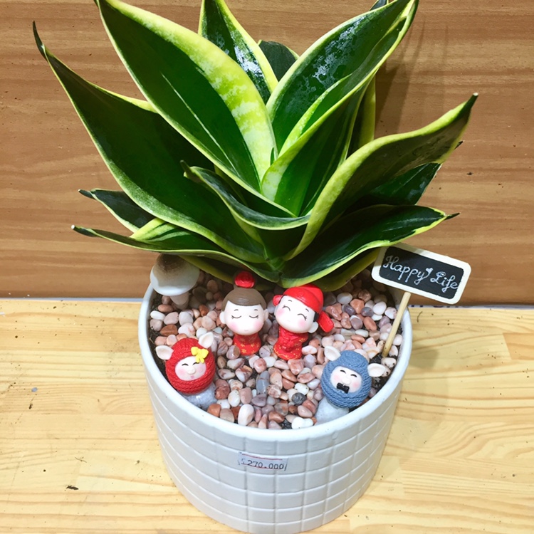 huong-dan-chon-phu-kien-khi-mua-cay-phong-thuy phu-kien-trang-tri-cay-phong-thuy.jpg