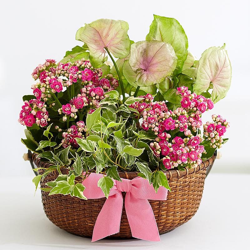thắt nơ cho cây cảnh làm quà tặng Plant-Hamper-ProFlowers.jpg