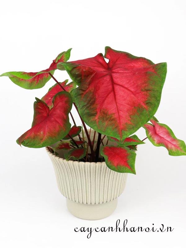 Postman Joyner Caladium