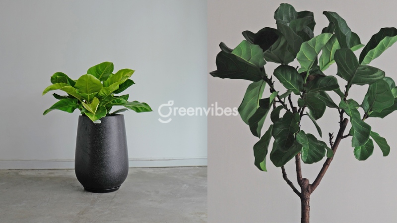 qua-tang-doi-tac-3 Cây bàng Singapore - Quà tặng đối tác ấn tượng