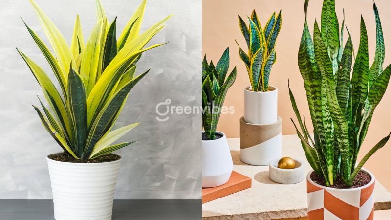 qua-tang-doi-tac-4 Tặng quà gì cho đối tác? Cây lưỡi hổ