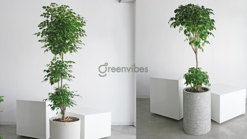 qua-tang-doi-tac-5 Cây hạnh phúc mang ý nghĩa tốt đẹp cho đối tác