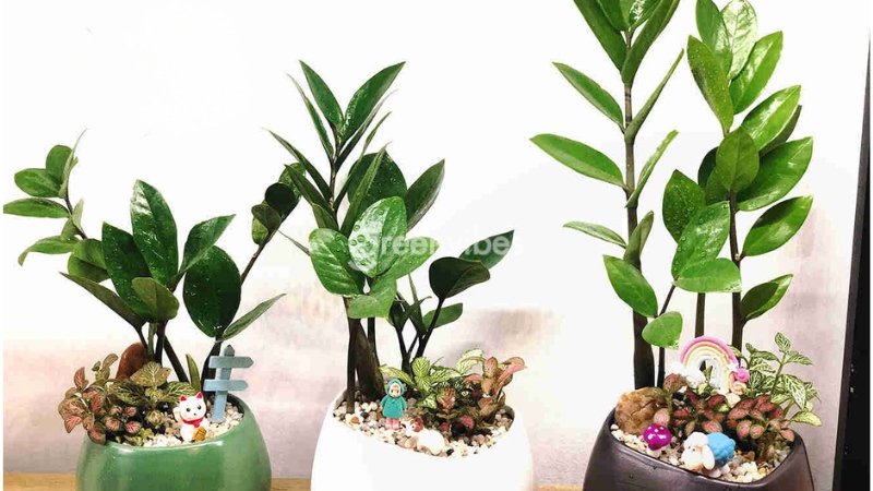 qua-tang-doi-tac-6 Tặng cây kim tiền cho đối tác