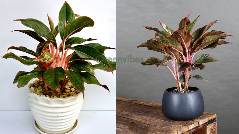 qua-tang-nhan-vien-1 Cây phú quý thường được dùng để làm quà tặng nhân viên