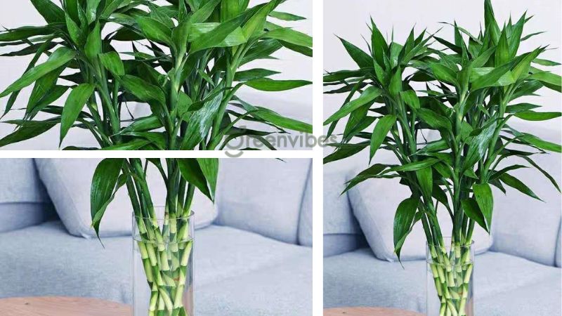 qua-tang-nhan-vien-2 Cây phát lộc mang may mắn, tài lộc cho nhân viên