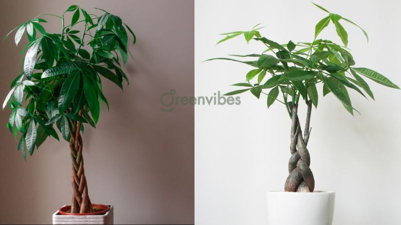 qua-tang-nhan-vien-3 Cây kim ngân - Quà tặng nhân viên cực kỳ ý nghĩa