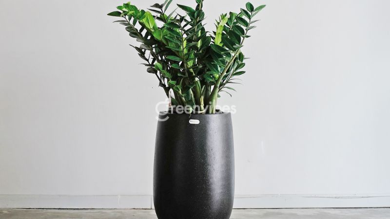 qua-tang-nhan-vien-4 Cây kim tiền thu hút tiền tài, may mắn