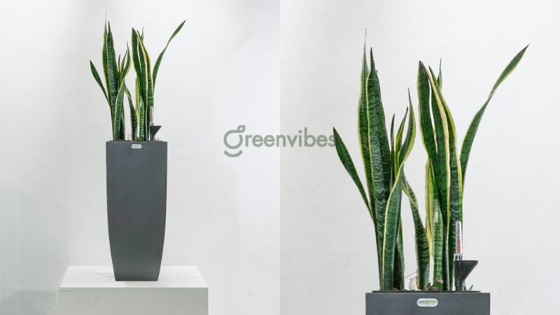 qua-tang-nhan-vien-5 Cây lưỡi hổ có khả năng lọc sạch không khí, tăng tinh thần làm việc