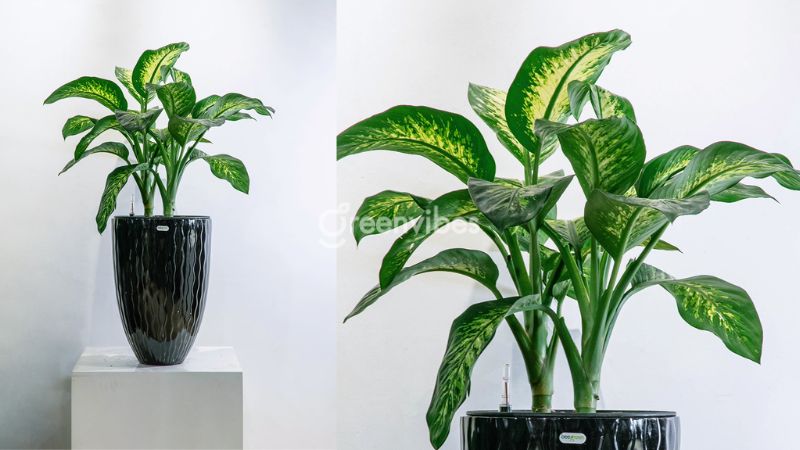 qua-tang-sep-2 Cây vạn niên thanh - Quà tặng sếp ý nghĩa