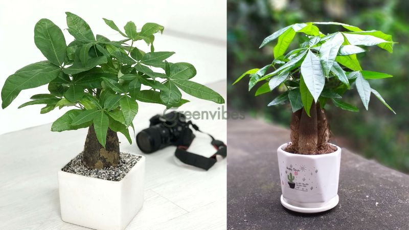 qua-tang-sep-4 Cây kim ngân thường được chọn để làm quà tặng