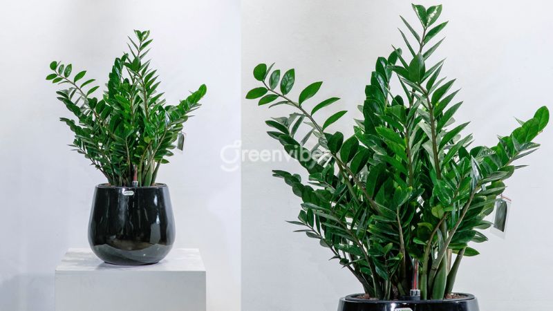 qua-tang-sep-5 Tặng quà cho sếp nên tặng gì? Cây kim tiền