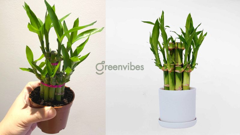 qua-tang-sep-6 Cây phát lộc