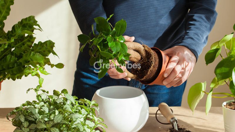 quy-trinh-lam-dat-de-trong-cay-tren-ban-cong-7 Bón phân