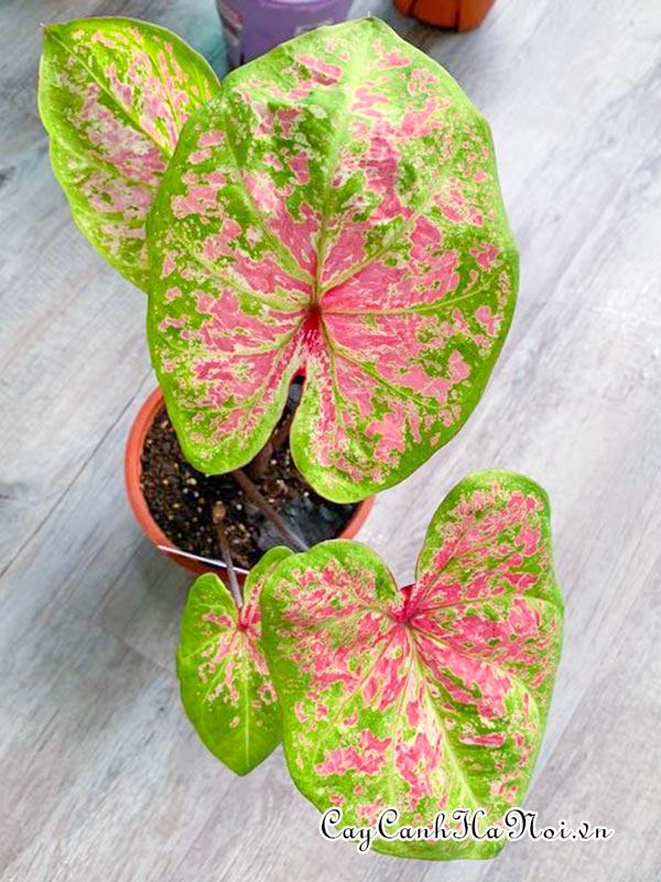 Raspberry Moon Caladium