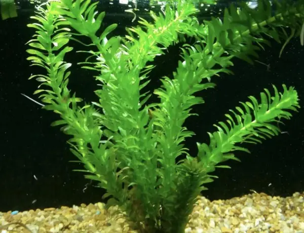 rong-c491uc3b4i-chc3b3 Rong đuôi chó