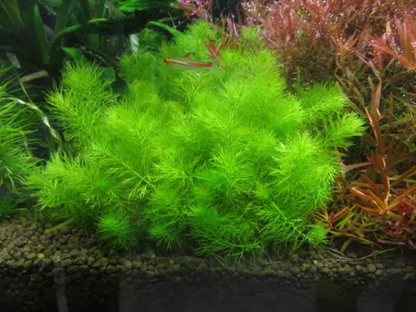 rong-c491uc3b4i-che1bb93n Rong đuôi chồn