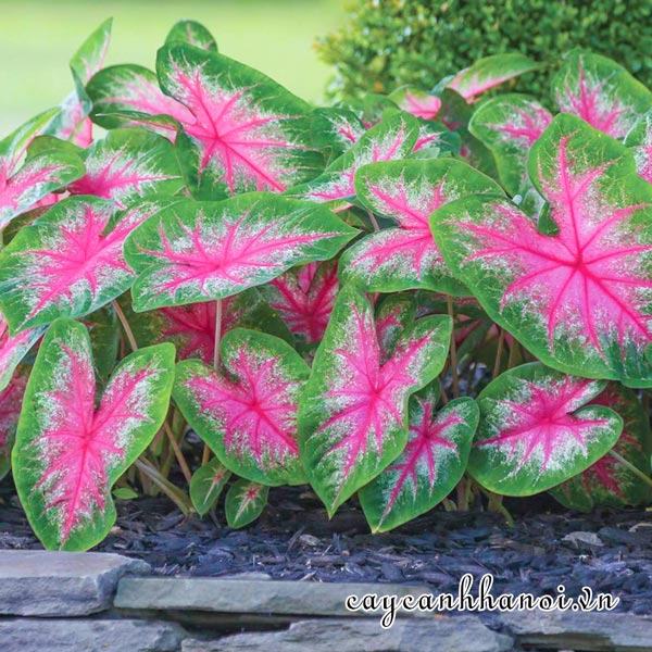 Rosebud Caladium