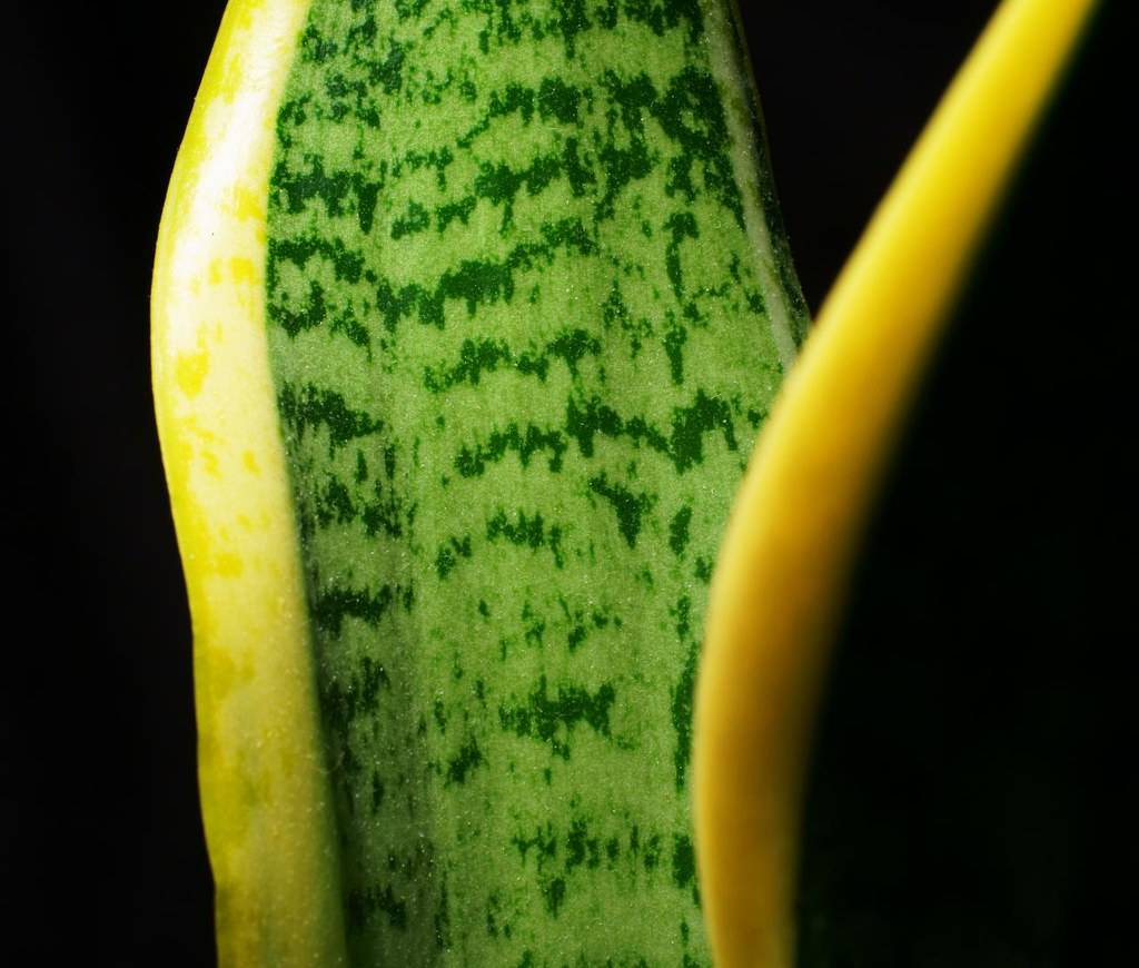 Sansevieria (Lưỡi hổ) – Cây nội thất kinh điển