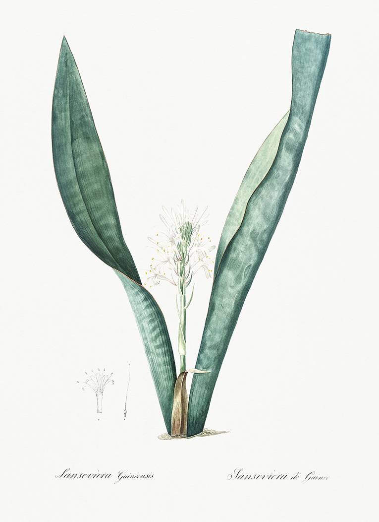Sansevieria (Lưỡi hổ) – Chuyện cái tên